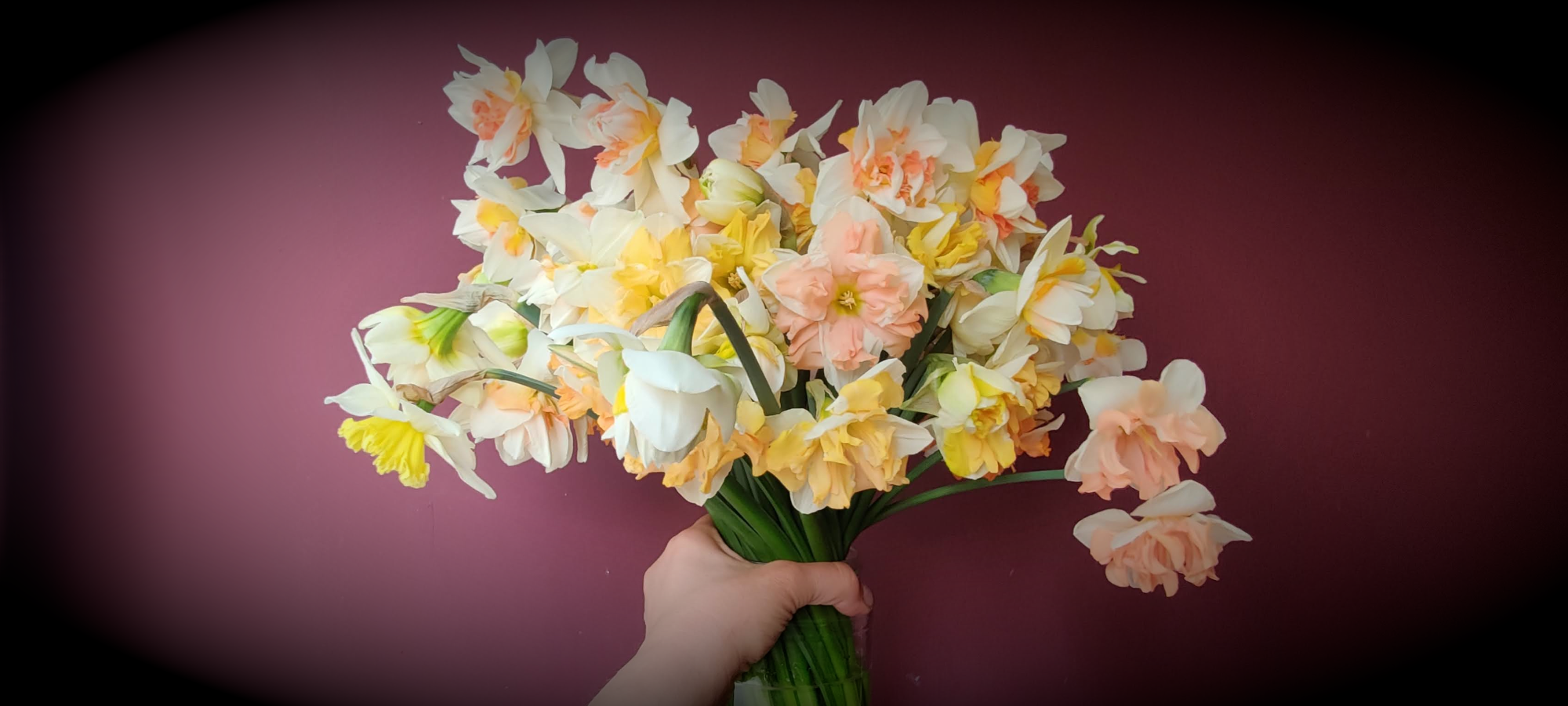 Tropische Blumenfarben