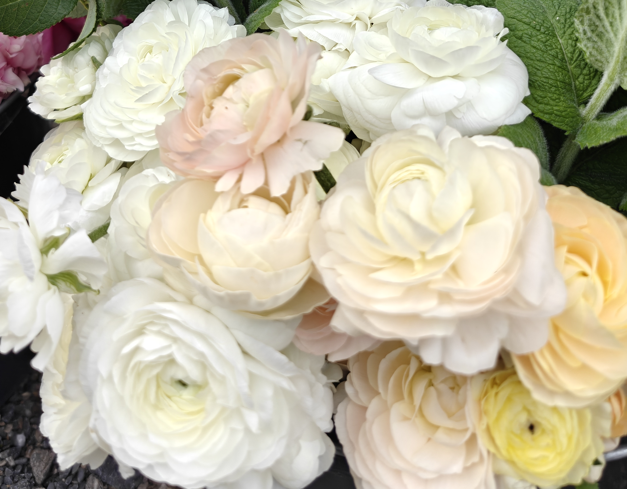Ranunculus Wedding Pastel